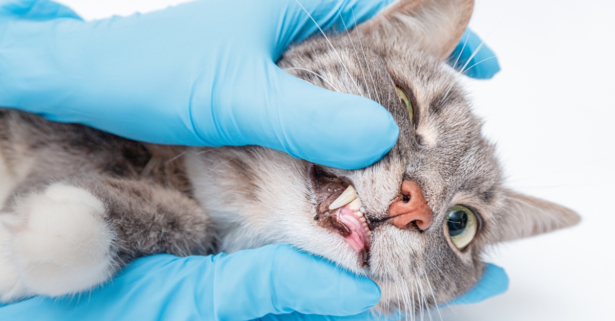 Veterinarian checking cat's teeth