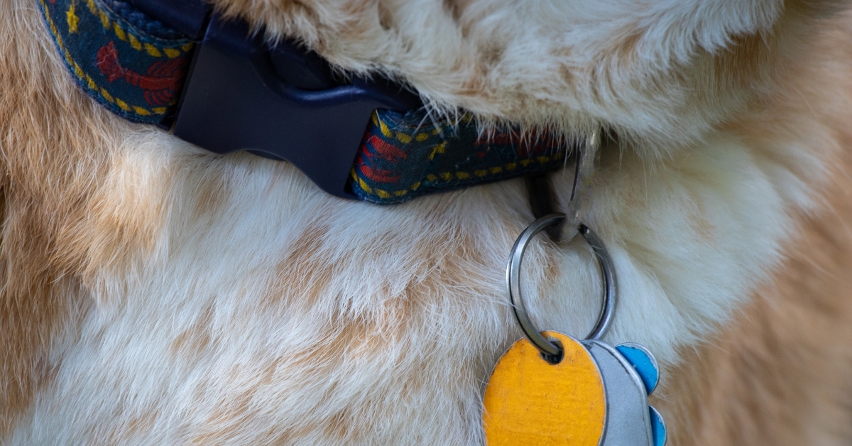 dog tags on dog collar