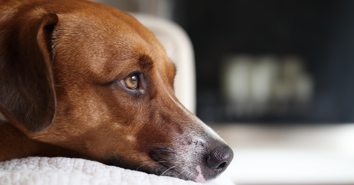 dog resting on sofa 