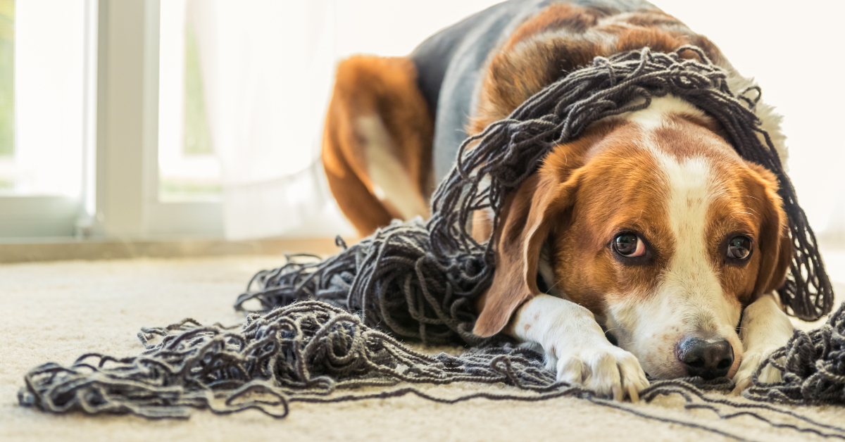 Beagle dog is tangled up