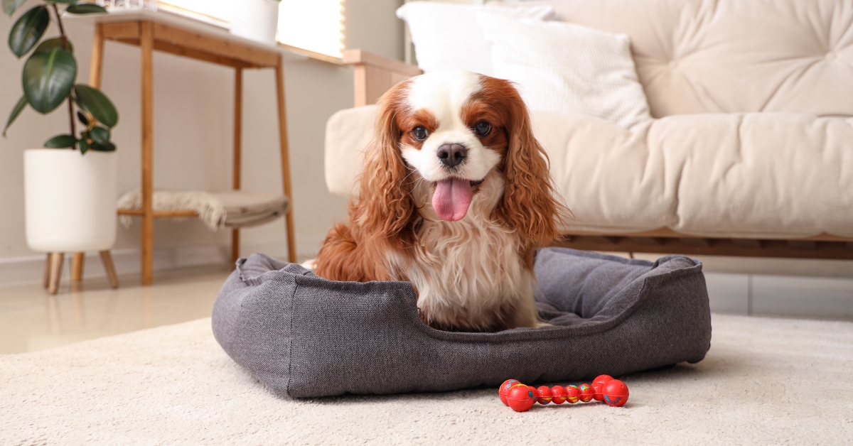 Puppy lying in pet bed
