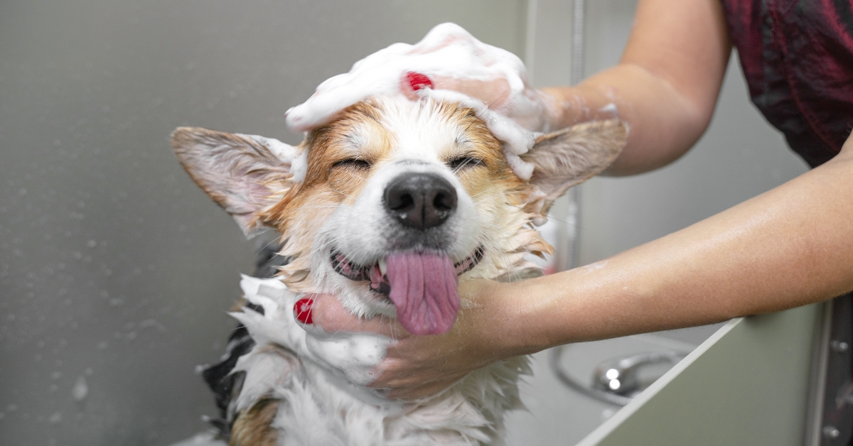welsh corgi showering with shampoo