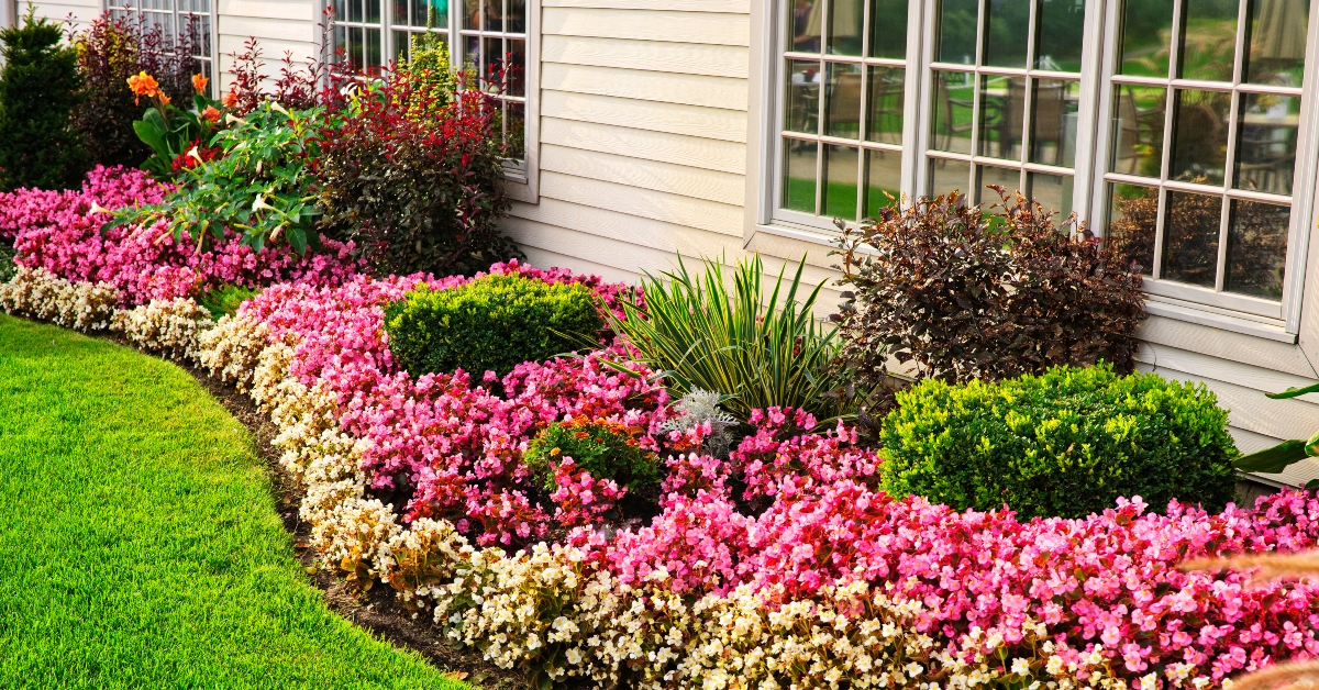 colorful flower garden 