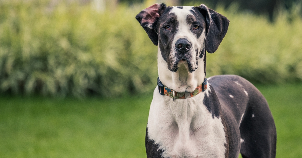great dane dog staring at the camera