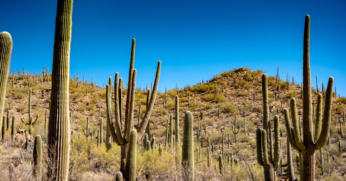 cacti dot the mountain slopes