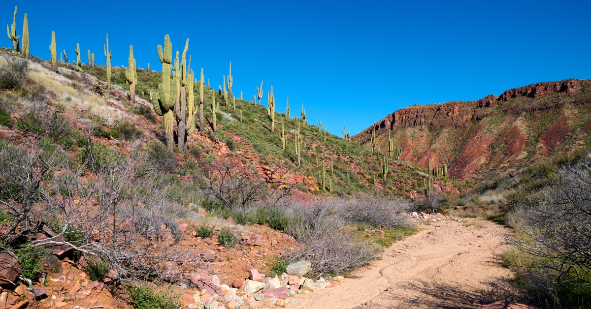 sand wash with saguaro cactus