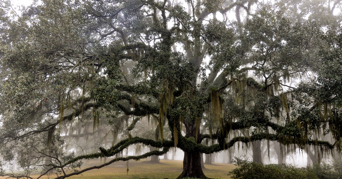 live-oak-tree-with-moss