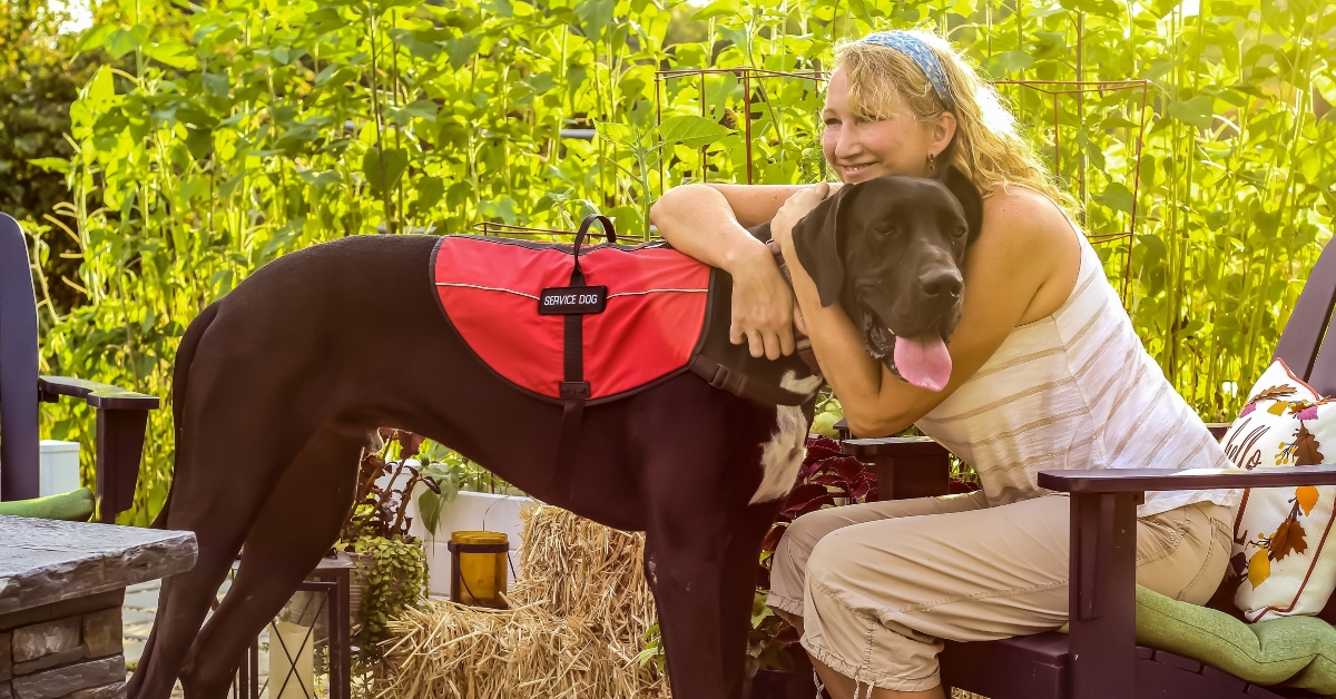 older-caucasian-great-dane-service