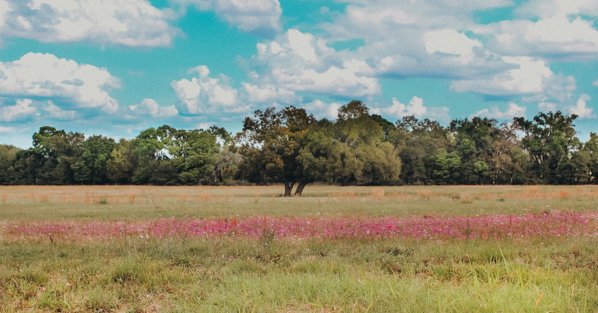 field of wildflowers in central Florida