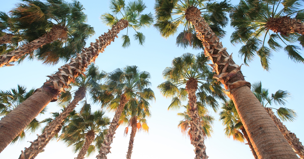 beach resort in tropics with palms 