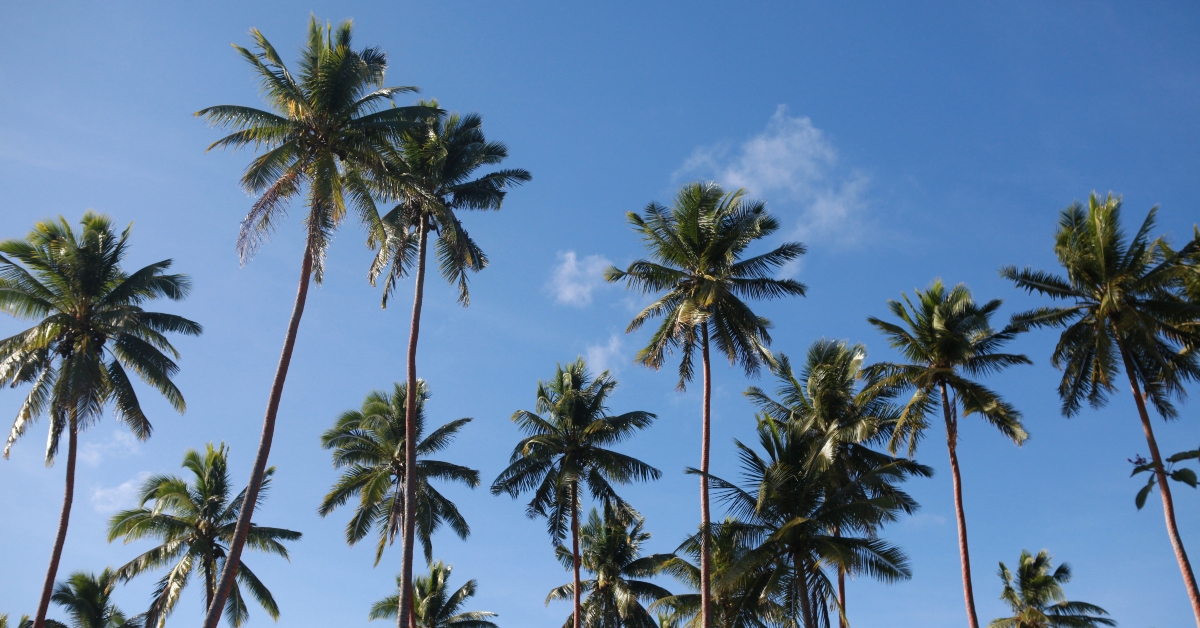 coconut palm trees
