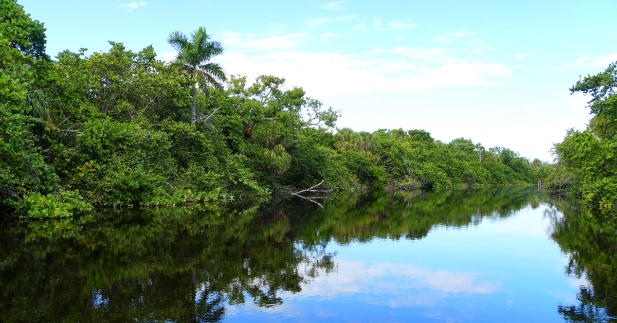 pond with green tropical trees
