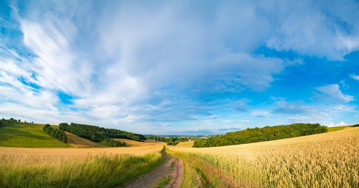 panorama of wheat field
