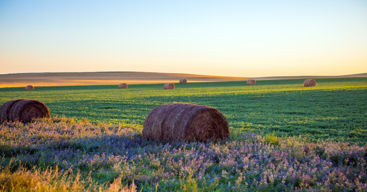 soybeans growing in north dakota
