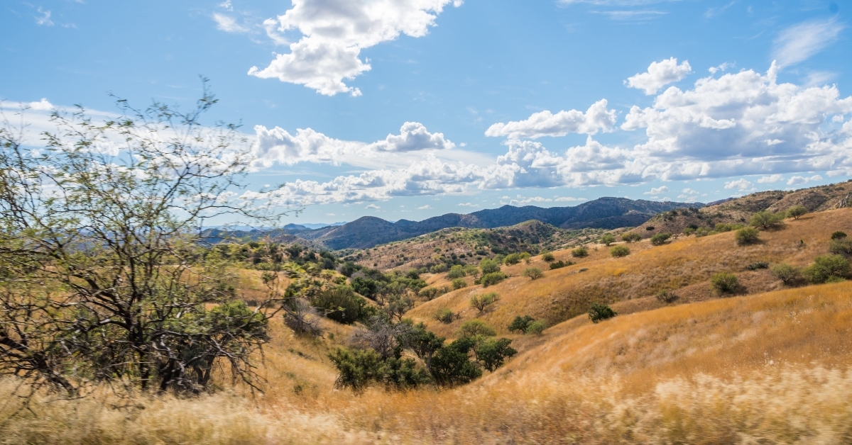 nature in benson arizona