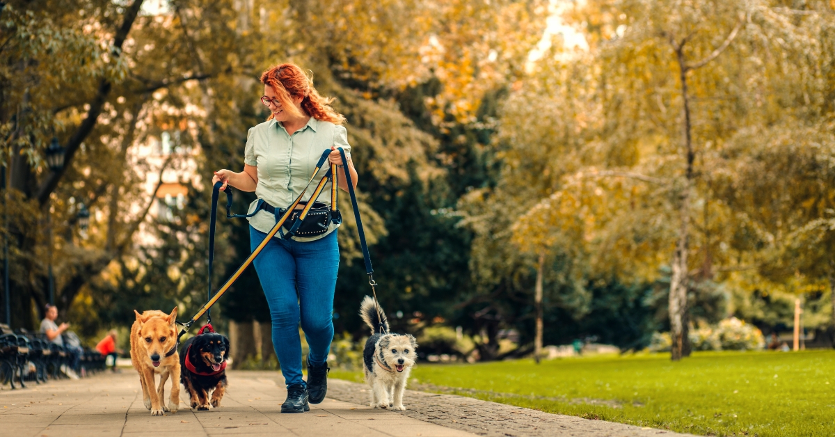 female dog walker with dogs enjoying in city park