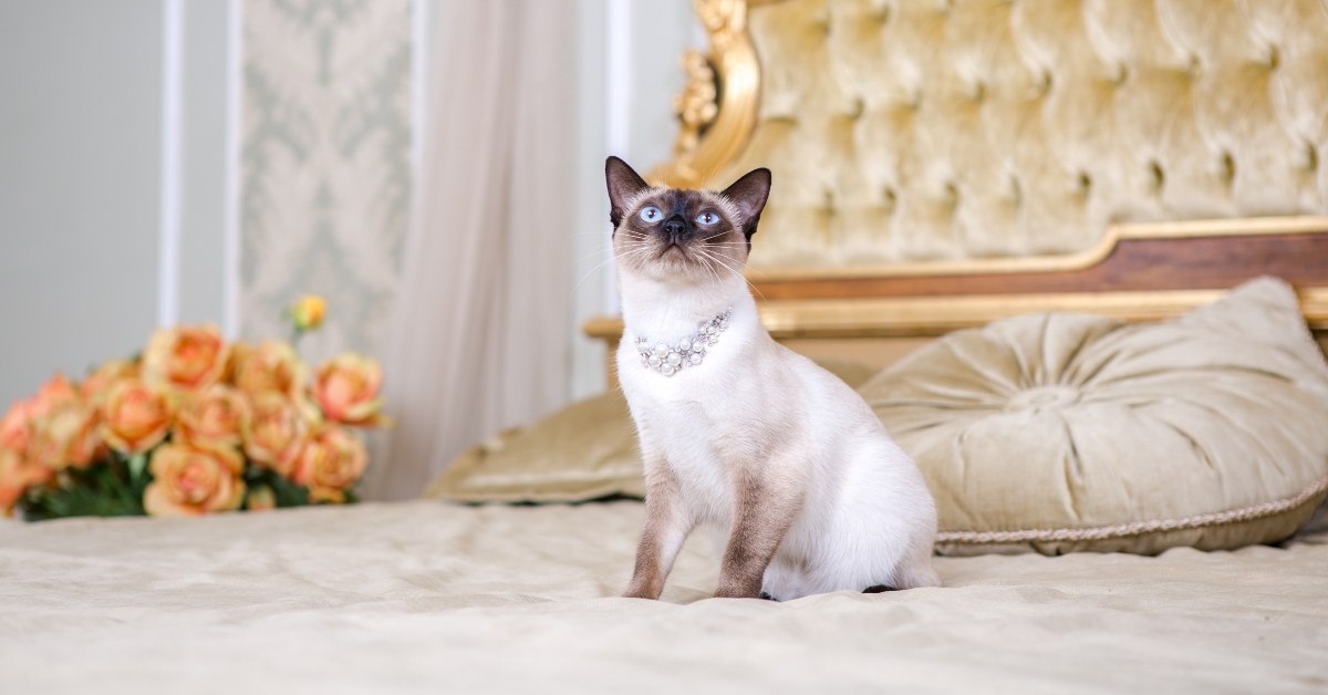 purebred bobtail Mecogon