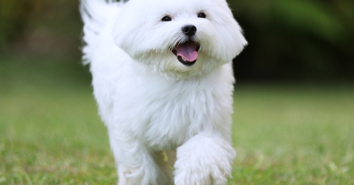 white maltese dog running