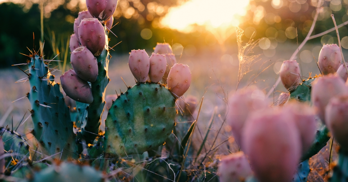 cactus in bloom during texas rural summer sunset
