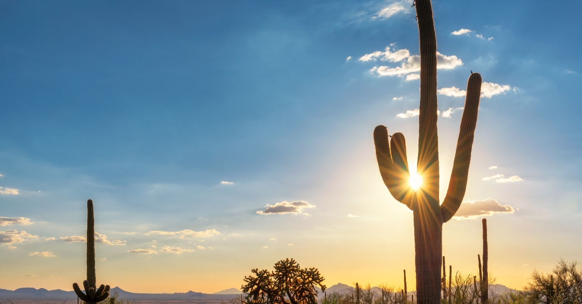 saguaro cactus at sunset in phoenix arizona