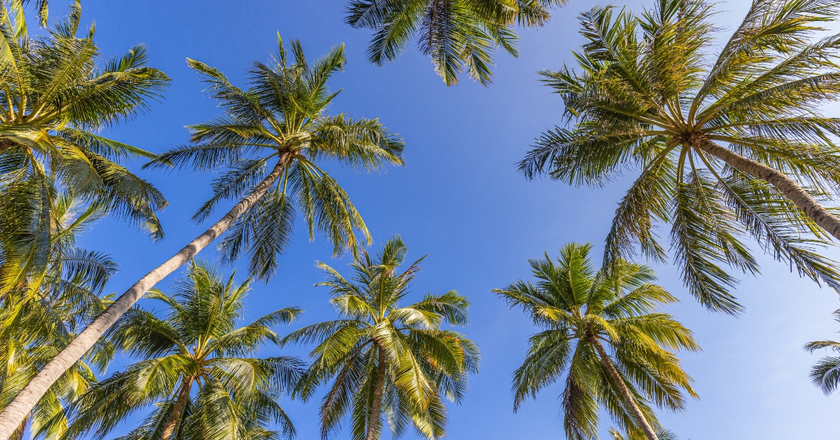 green palm trees against blue sky