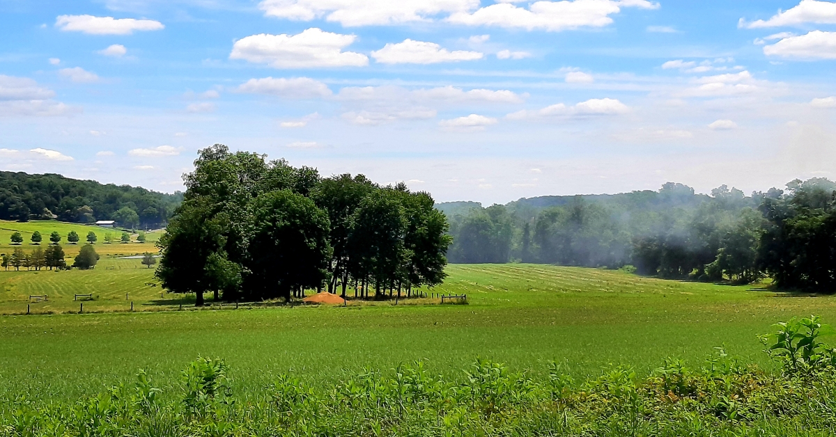 Rural landscape in summer