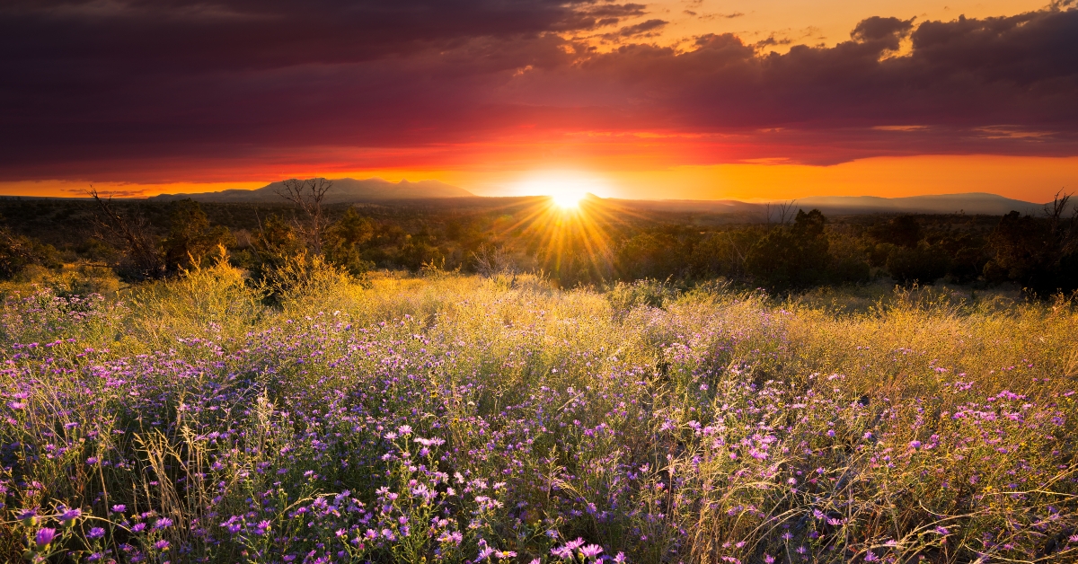 Purple Asters at Sunset