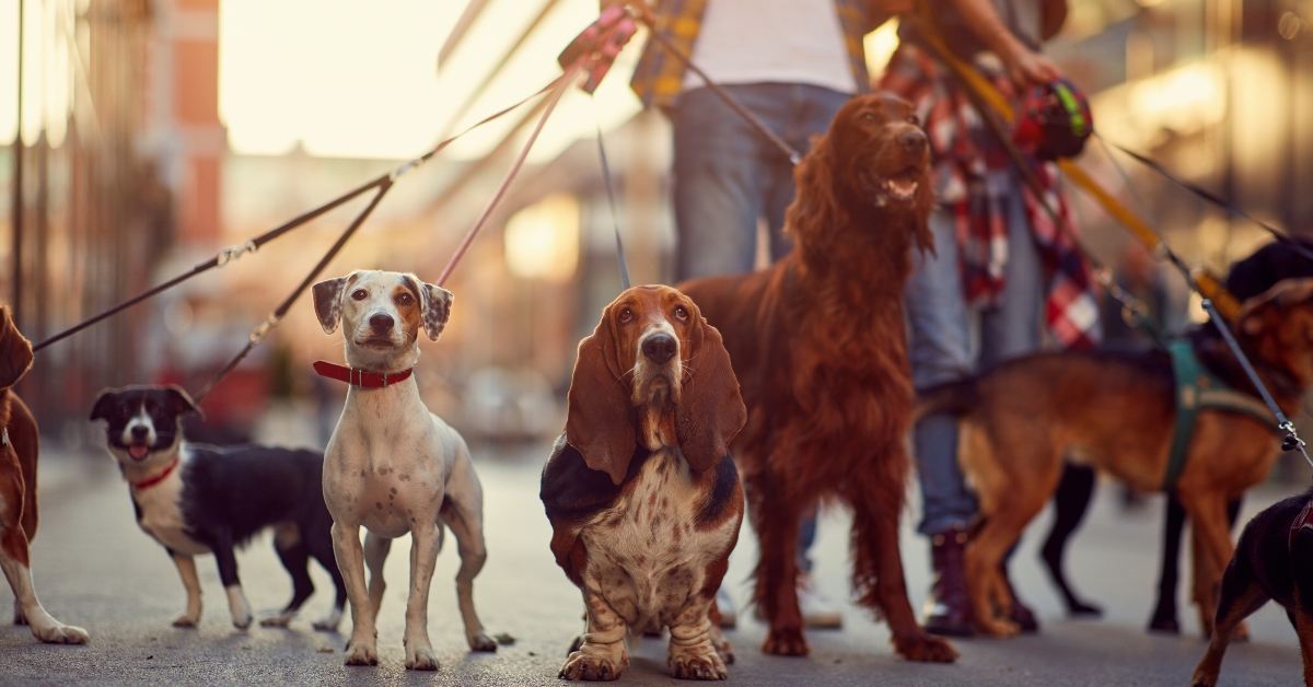 group of dogs with man and leash
