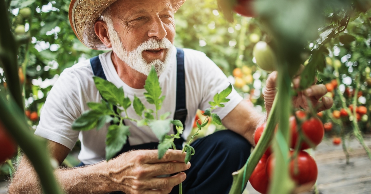 senior man working in greenhouse
