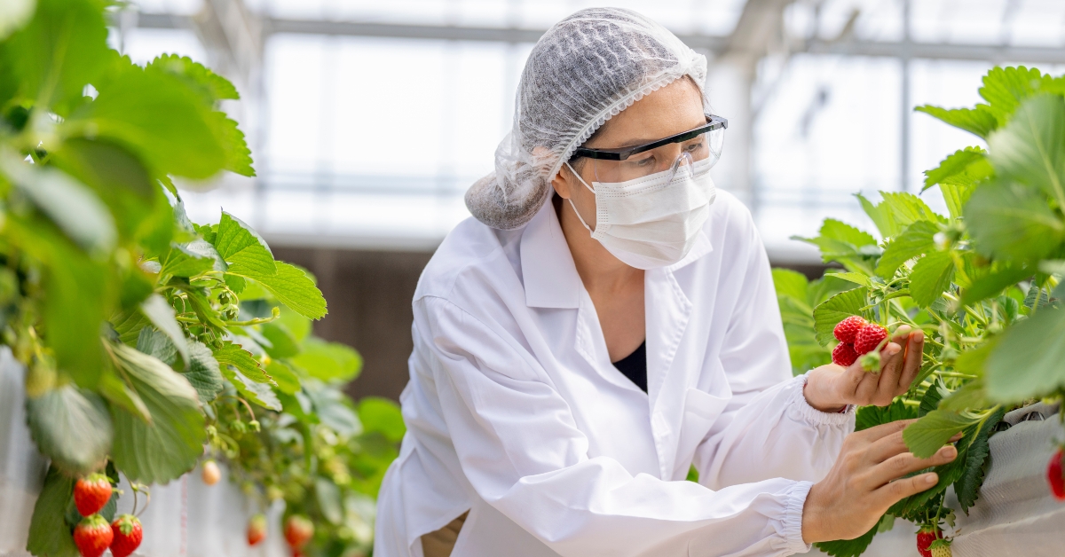 scientist inspects fresh strawberries