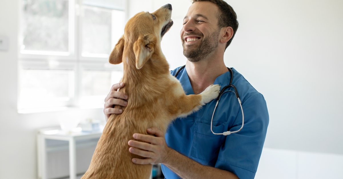 doctor in blue uniform cuddling pembroke welsh corgi dog