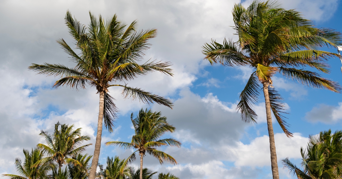 palm tree of california