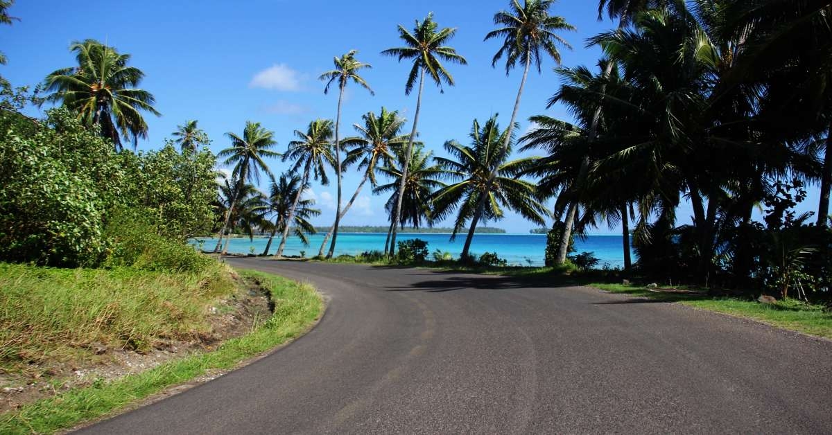 palm trees on the road