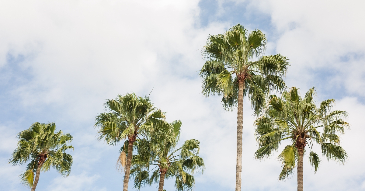 palm trees with blue sky background