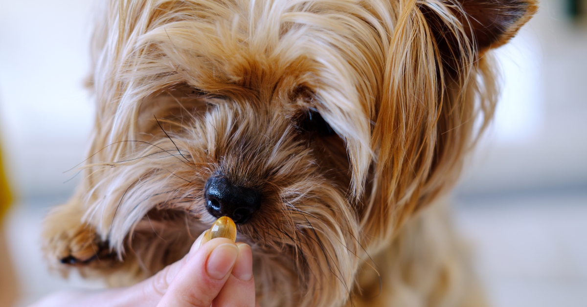Woman Giving Omega 3 Vitamins Pills Her pet