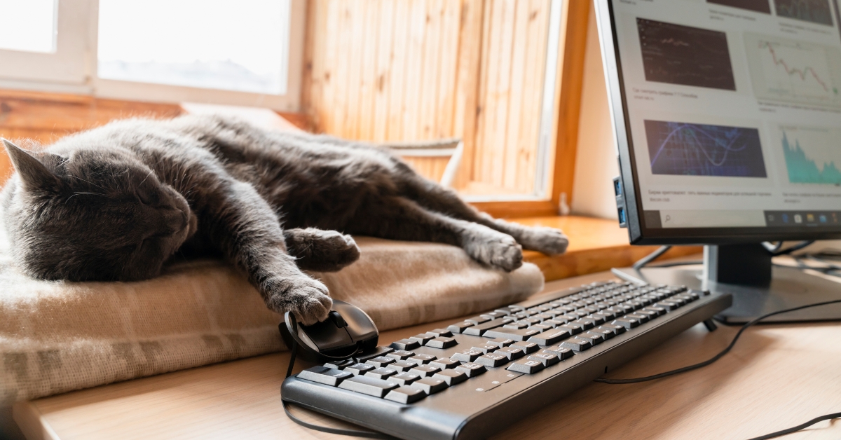 Grey cat sleeping on window sill