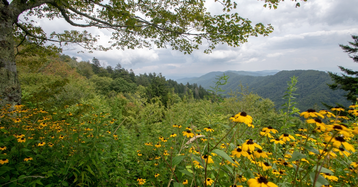 august afterrnoon in the smokys 