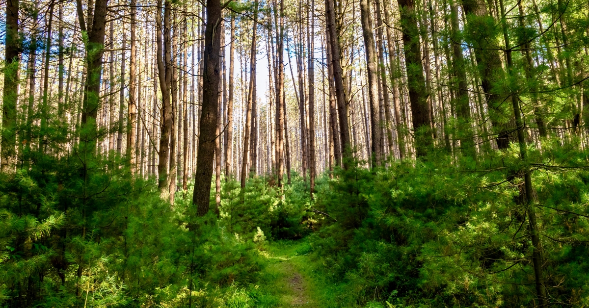 Cooks Forest State Park