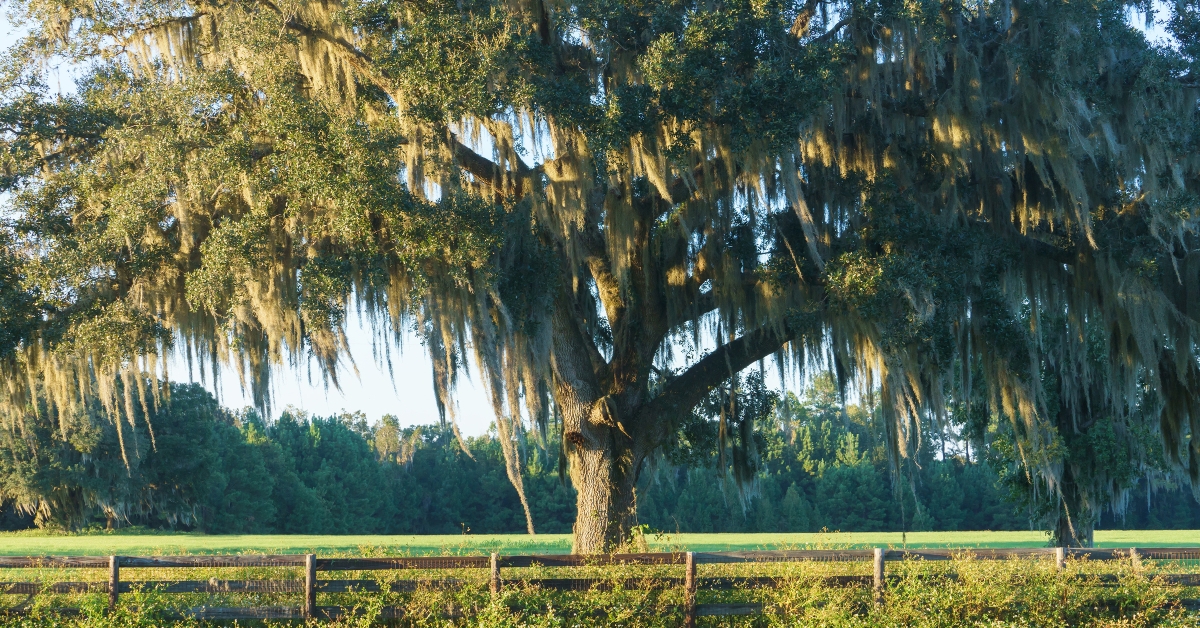 live oak tree with spanish moss