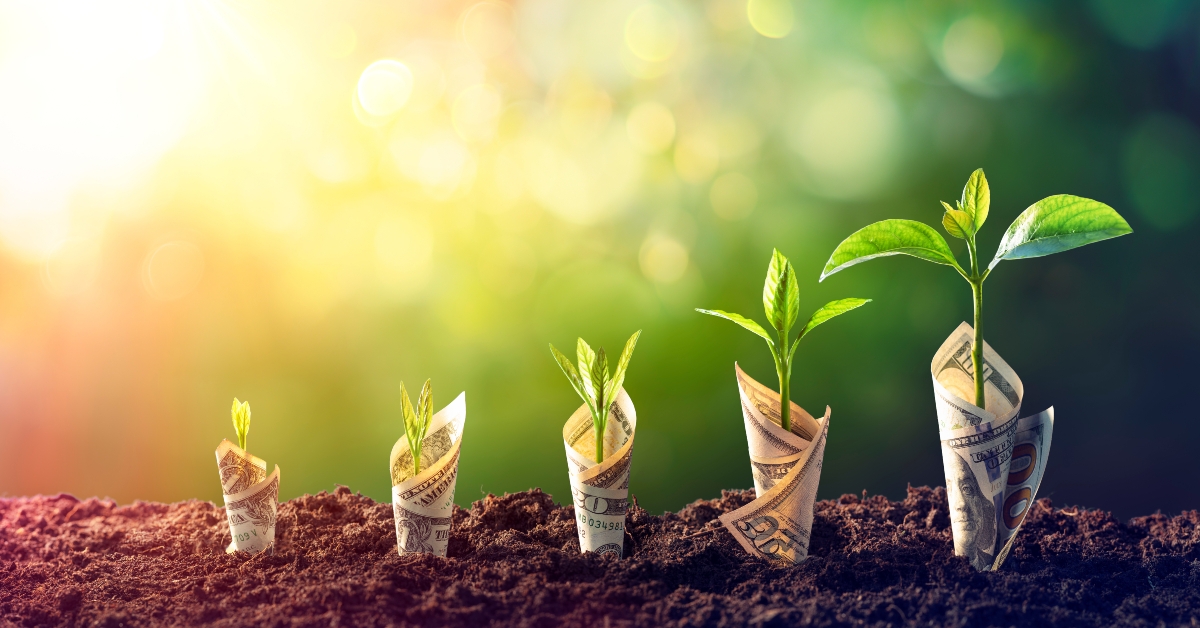 Dollar Seedling - Growth Concept