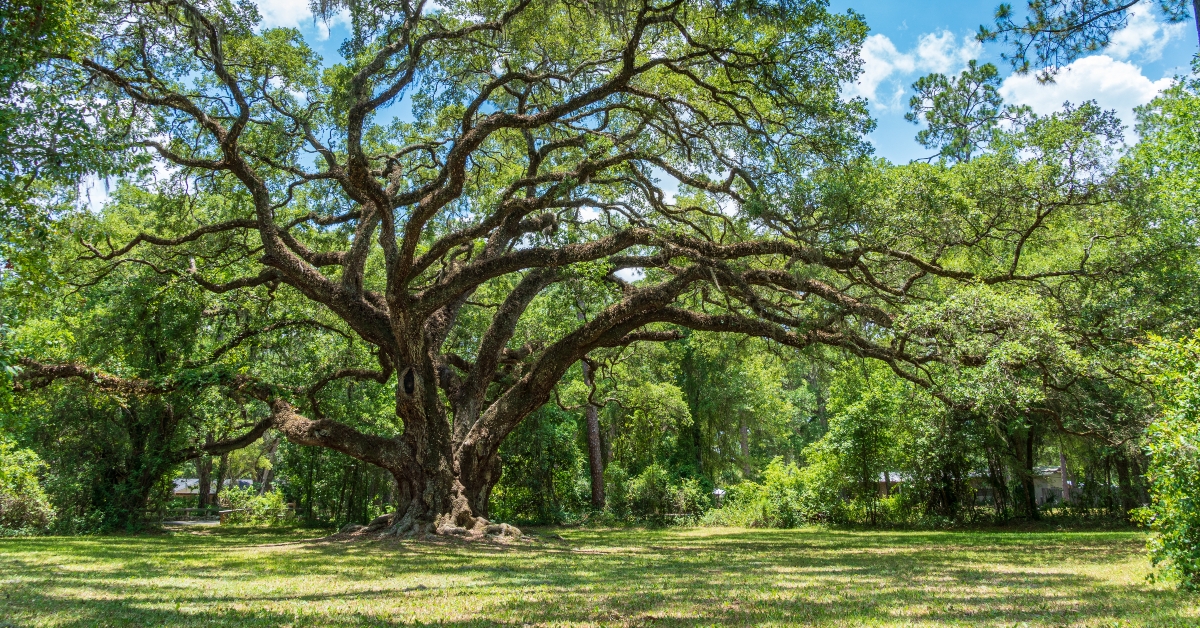 300 years old tree