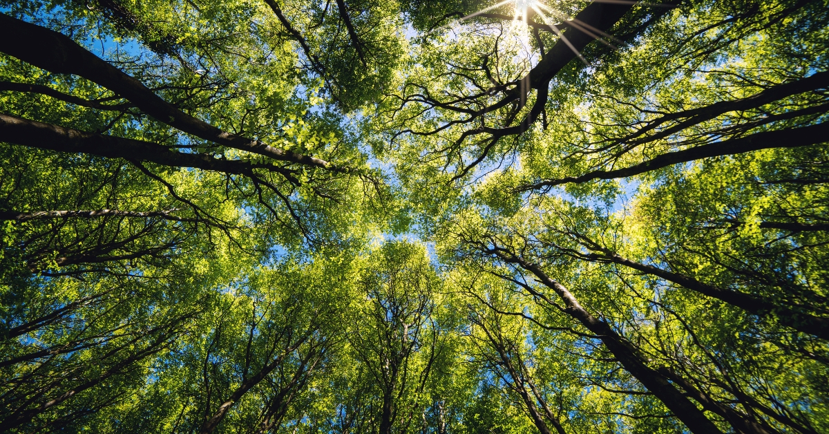 Looking up Green forest