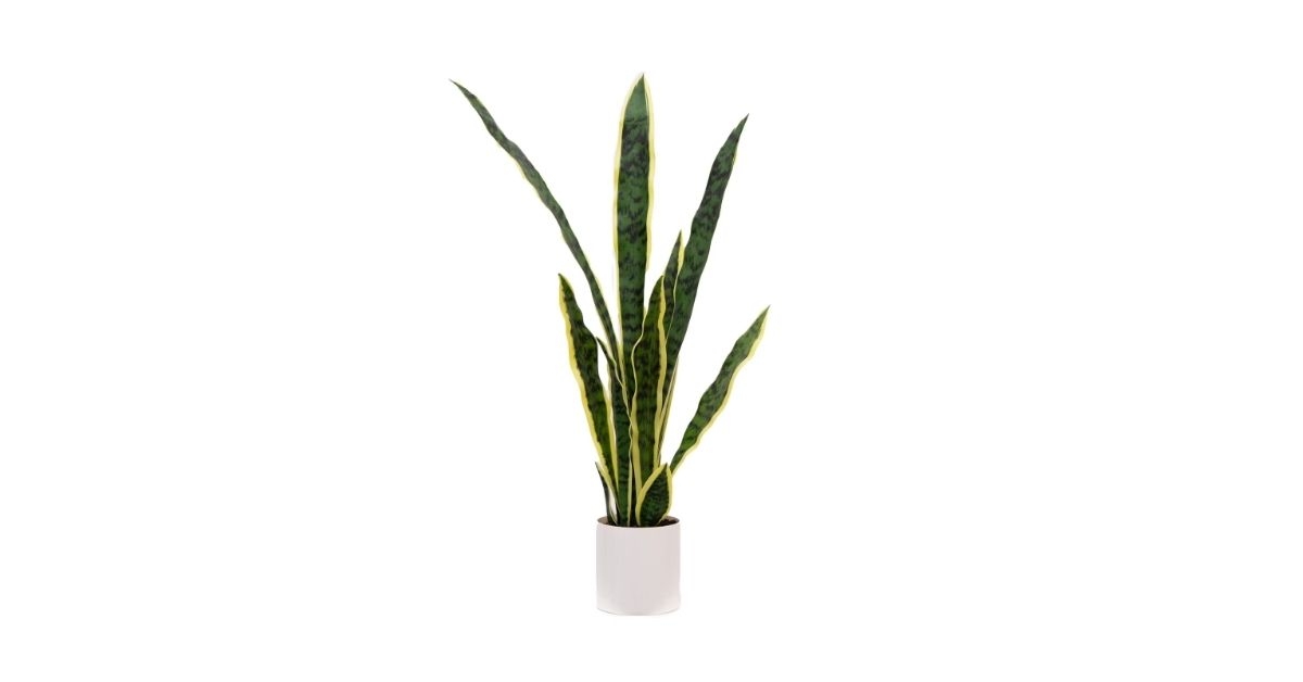 artificial indoor snake plant