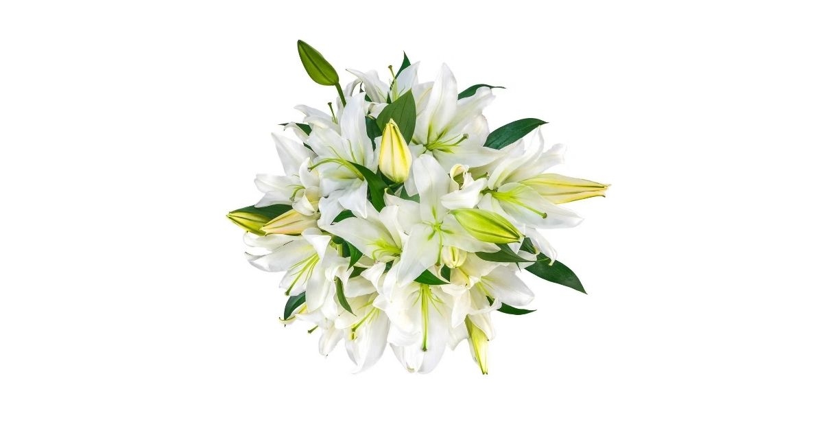 fresh cut oriental lily flowers