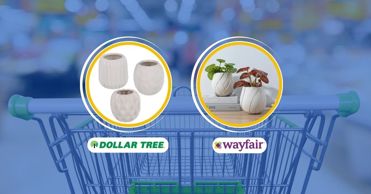 succulent plant pots