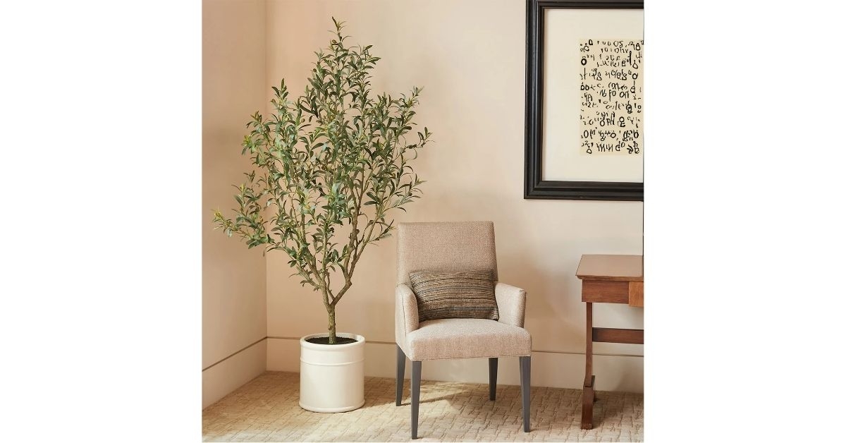 olive tree with french planter