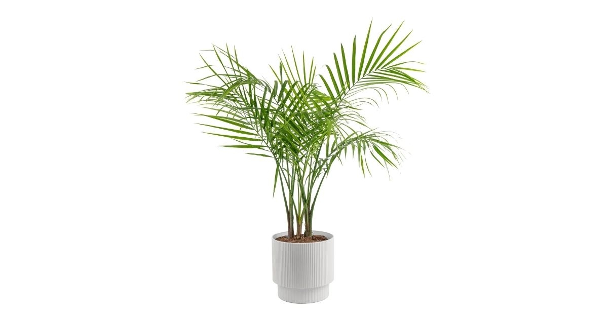 palm tree decor planter