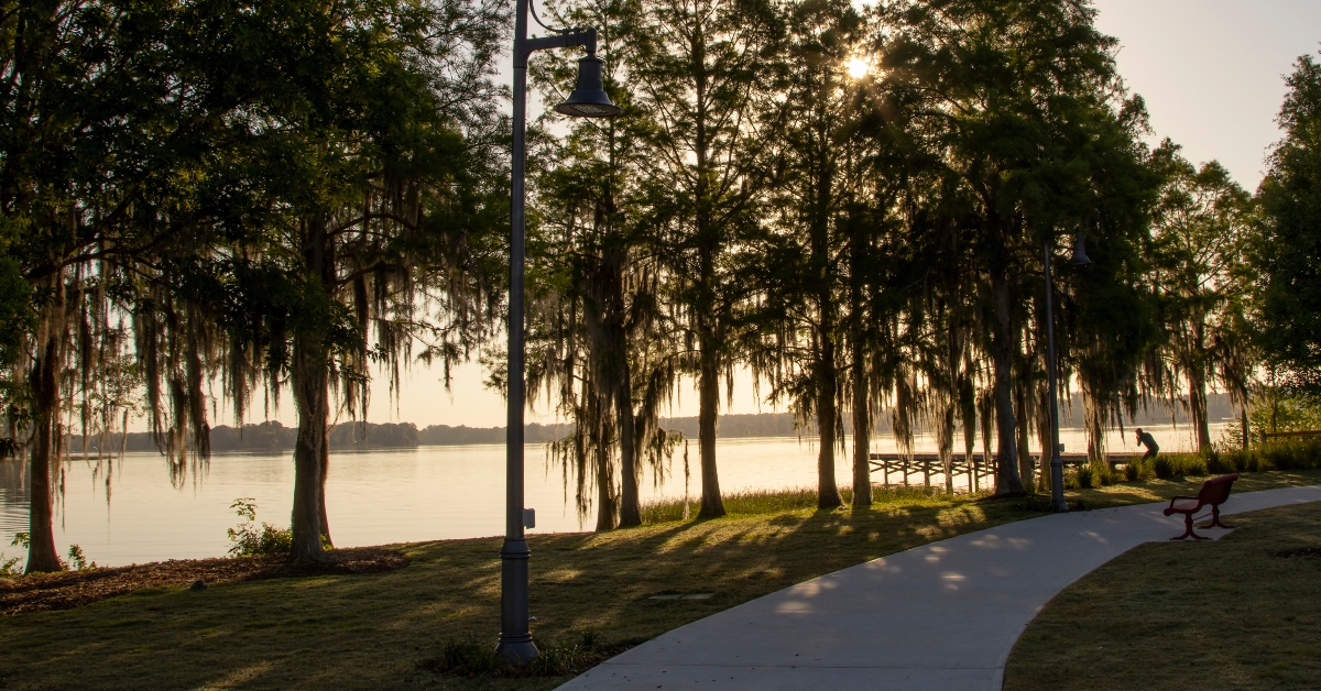 Cypress trees draped with Spanish Moss at sunrise