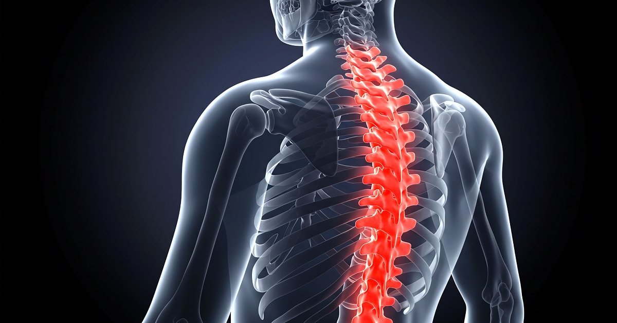 Anatomical illustration showing human skeleton with red spine