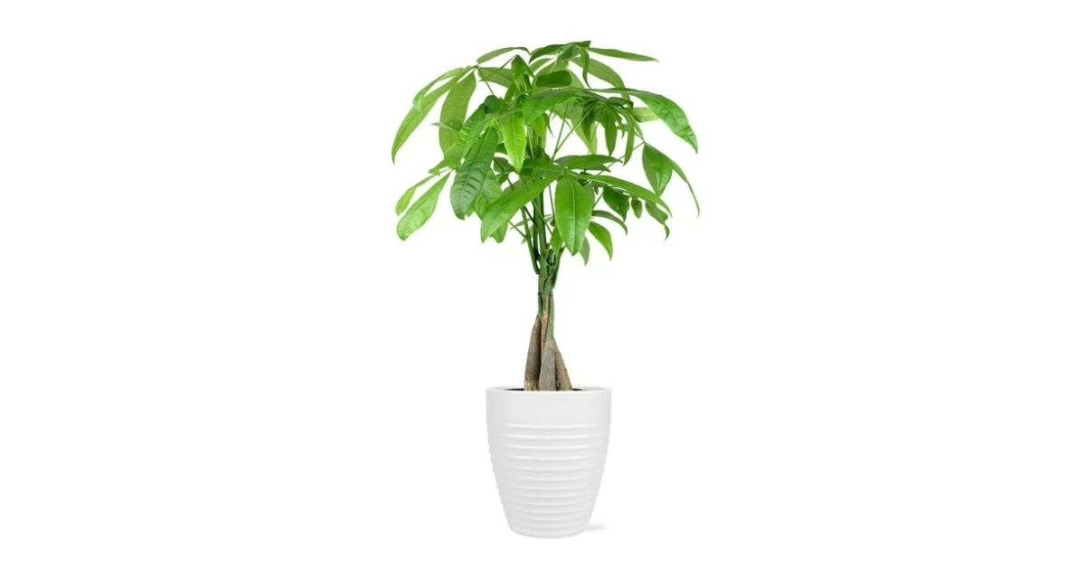 money tree in white ceramic pot